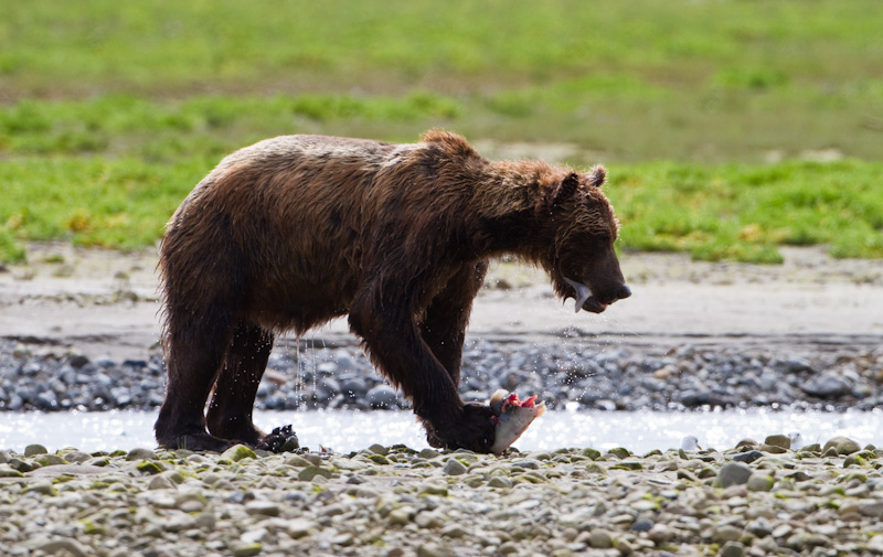 Grizzly Bear Eating Salmon